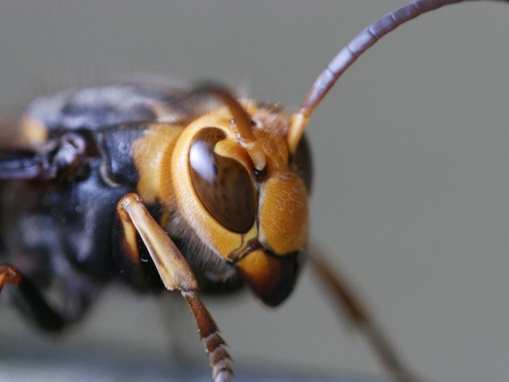 車中泊で危険な場所 スズメバチ