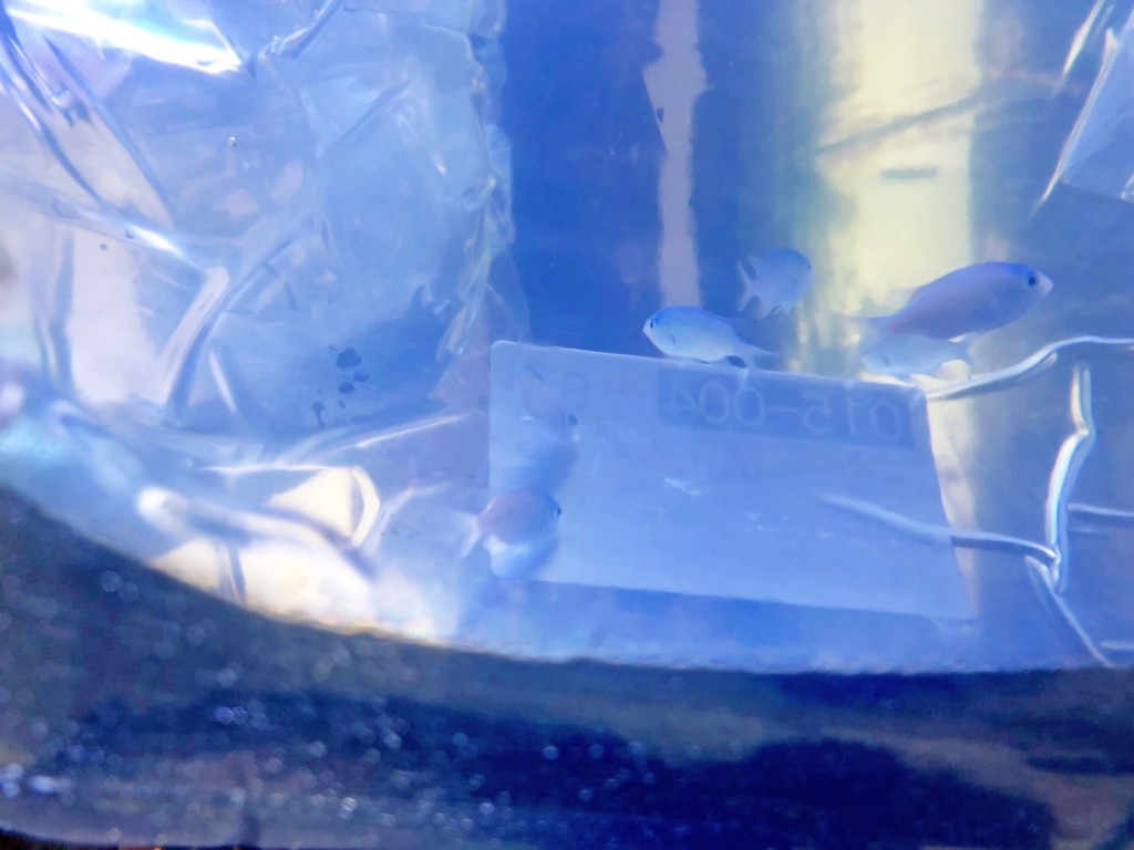ネットで海水魚を購入　水合わせ3
