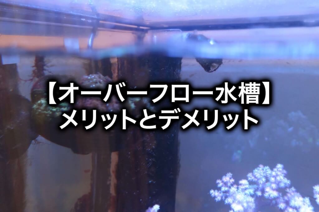 【海水魚飼育】オーバーフロー水槽のメリットとデメリット