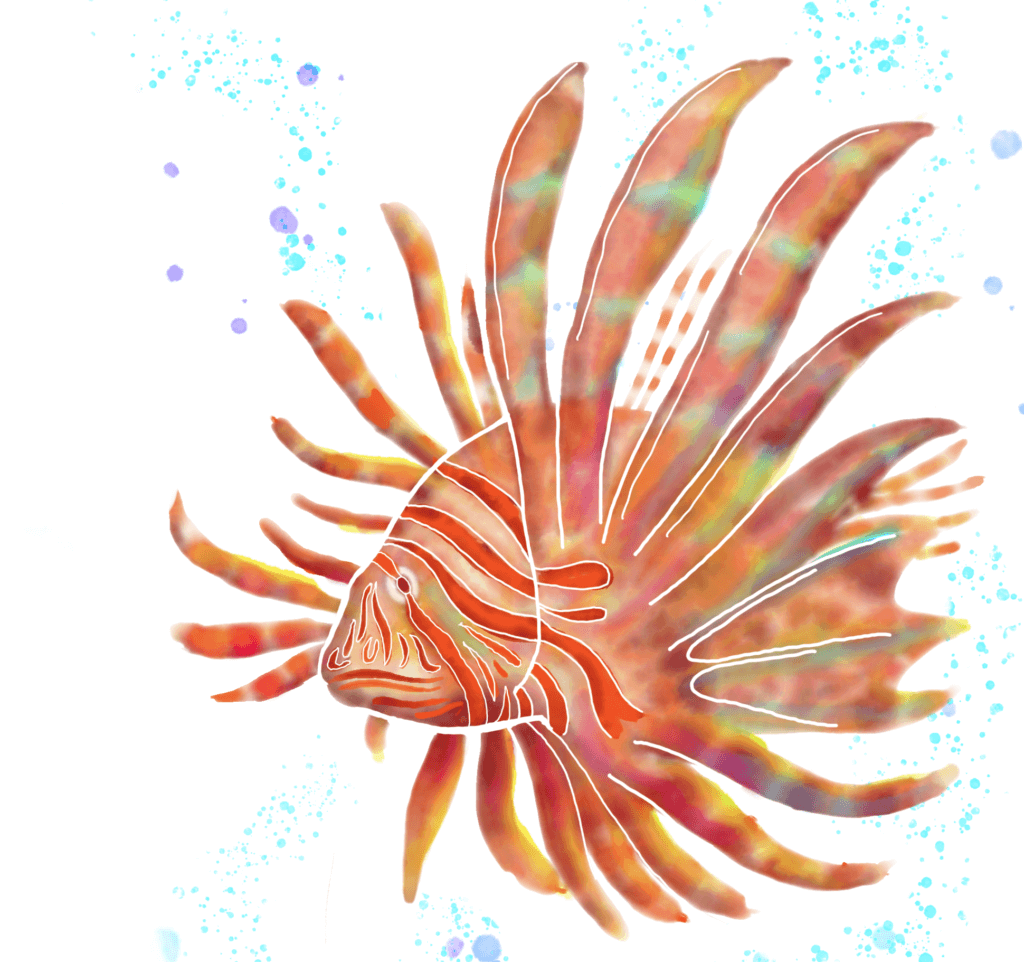 ネイチャーアート「ミノカサゴ」　水彩画 キリンミノ 学名:Dendrochirus zebra 今年もマイペースに描いて