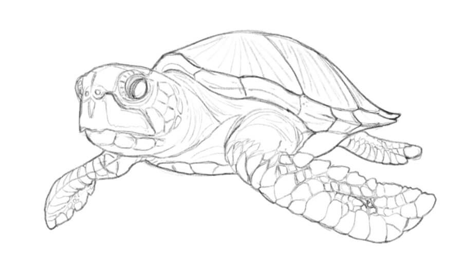リアルなウミガメのイラストの描き方-2