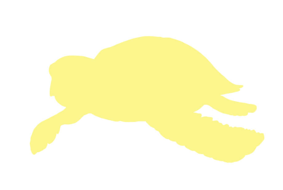 リアルなウミガメのイラストの描き方-3