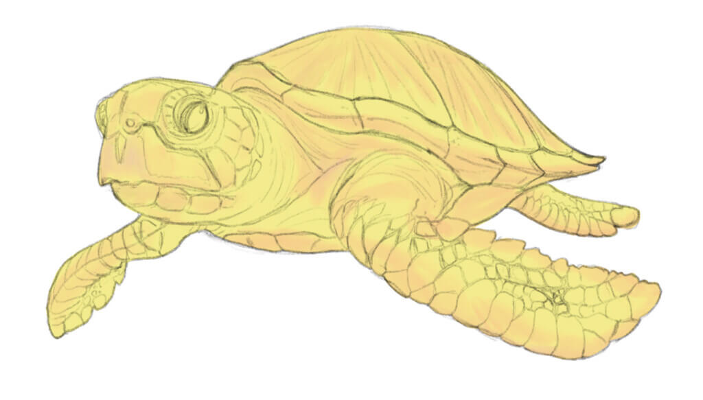 リアルなウミガメのイラストの描き方-4