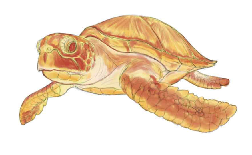 リアルなウミガメのイラストの描き方-5