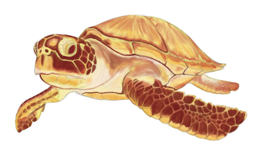 リアルなウミガメのイラストの描き方-6