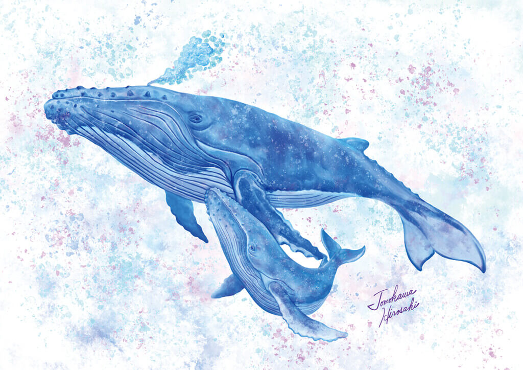 クジラのイラスト　ザトウクジラの親子